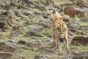 Spotted hyena, Maasai Mara National Reserve, Kenya, Crocuta crocuta