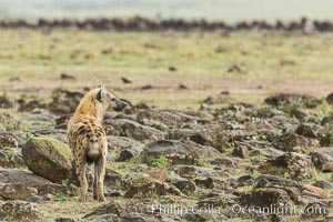 Spotted hyena surveying wildebeest herd, Maasai Mara National Reserve, Kenya, Crocuta crocuta