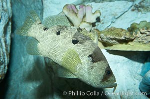 Spotted soapfish, Pogonoperca punctata