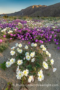 Spring Wildflowers Bloom in an Colorful Bouquet in Anza Borrego Desert State Park. Dune evening primrose (white) is mixed with sand verbena (purple) near Henderson Canyon Road, Spring 2024. Sunrise light barely illuminating the flowers, Oenothera deltoides, Abronia villosa, Anza-Borrego Desert State Park, Borrego Springs, California