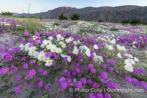 Spring Wildflowers Bloom in an Colorful Bouquet in Anza Borrego Desert State Park. Dune evening primrose (white) is mixed with sand verbena (purple) near Henderson Canyon Road, Spring 2024. Just before sunrise with flowers in shade, Oenothera deltoides, Abronia villosa, Anza-Borrego Desert State Park, Borrego Springs, California