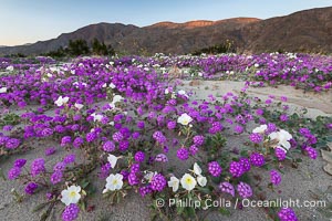 Spring Wildflowers Bloom in an Colorful Bouquet in Anza Borrego Desert State Park. Dune evening primrose (white) is mixed with sand verbena (purple) near Henderson Canyon Road, Spring 2024, Abronia villosa, Anza-Borrego Desert State Park, Borrego Springs, California