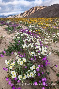 Spring Wildflowers Bloom in an Colorful Bouquet in Anza Borrego Desert State Park. Dune evening primrose (white) is mixed with sand verbena (purple) and desert sunflower (yellow) near Henderson Canyon Road, Spring 2024, Oenothera deltoides, Geraea canescens, Anza-Borrego Desert State Park, Borrego Springs, California