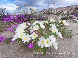 Spring Wildflowers Bloom in an Colorful Bouquet in Anza Borrego Desert State Park. Dune evening primrose (white) is mixed with sand verbena (purple) near Henderson Canyon Road, Spring 2024, Oenothera deltoides, Anza-Borrego Desert State Park, Borrego Springs, California