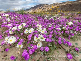 Spring Wildflowers Bloom in an Colorful Bouquet in Anza Borrego Desert State Park. Dune evening primrose (white) is mixed with sand verbena (purple) near Henderson Canyon Road, Spring 2024, Abronia villosa, Anza-Borrego Desert State Park, Borrego Springs, California