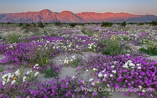 Spring Wildflowers Bloom in an Colorful Bouquet in Anza Borrego Desert State Park. Dune evening primrose (white) is mixed with sand verbena (purple) near Henderson Canyon Road, Spring 2024, Abronia villosa, Anza-Borrego Desert State Park, Borrego Springs, California