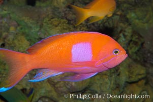 Square-spot fairy basslet, male coloration, Pseudanthias pleurotaenia