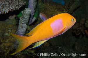 Square-spot fairy basslet, male coloration, Pseudanthias pleurotaenia