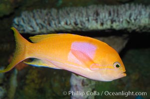 Square-spot fairy basslet, male coloration, Pseudanthias pleurotaenia