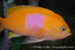 Square-spot fairy basslet, male coloration, Pseudanthias pleurotaenia