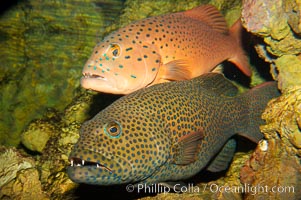Squaretail coralgrouper (front) and spotted coralgrouper (rear), Plectropomus areolatus, Plectropomus maculatus