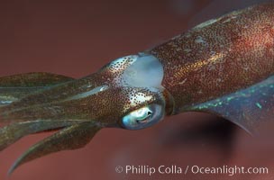 Squid, Roatan