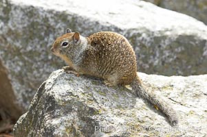 Squirrel, Yosemite Valley, Yosemite National Park, California