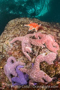 Colorful starfish cling to submarine rocks, on the subtidal reef, Browning Pass, Vancouver Island