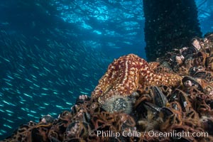 Starfish on Oil Rig Elly underwater beams, Long Beach, California