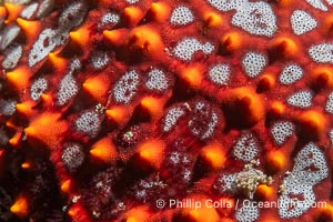 Starfish Sea Star Detail, Sea of Cortez, Mexico, Isla Angel de la Guarda, Baja California