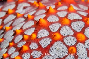 Starfish Sea Star Detail, Sea of Cortez, Mexico, Isla Angel de la Guarda, Baja California