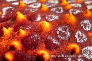 Starfish Sea Star Detail, Sea of Cortez, Mexico, Isla Angel de la Guarda, Baja California