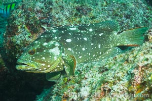 Starry grouper, Sea of Cortez, Baja California, Mexico, Epinephelus labriformis