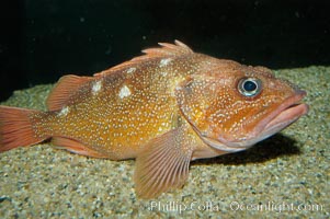 Starry rockfish, Sebastes constellatus