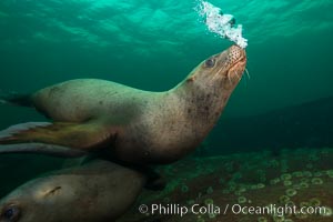 Steller sea lion underwater bubble display, Norris Rocks, Hornby Island, British Columbia, Canada, Eumetopias jubatus