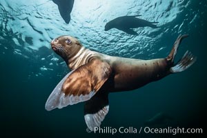 Steller sea lion underwater, Norris Rocks, Hornby Island, British Columbia, Canada, Eumetopias jubatus