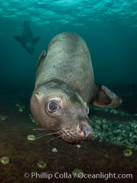 Steller sea lion underwater, Norris Rocks, Hornby Island, British Columbia, Canada, Eumetopias jubatus