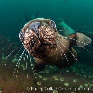 Steller sea lions underwater, showing whiskers and nose, Norris Rocks, Hornby Island, British Columbia, Canada, Eumetopias jubatus