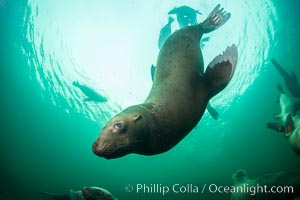 Steller sea lion underwater, Norris Rocks, Hornby Island, British Columbia, Canada, Eumetopias jubatus