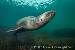 Steller sea lion underwater, Norris Rocks, Hornby Island, British Columbia, Canada, Eumetopias jubatus