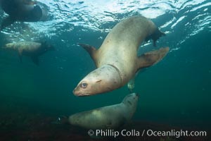 Steller sea lion underwater, Norris Rocks, Hornby Island, British Columbia, Canada, Eumetopias jubatus