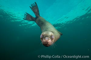 Steller sea lion underwater, Norris Rocks, Hornby Island, British Columbia, Canada, Eumetopias jubatus