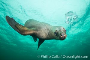 Steller sea lion underwater, Norris Rocks, Hornby Island, British Columbia, Canada, Eumetopias jubatus