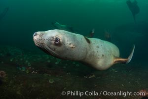 Steller sea lion underwater, Norris Rocks, Hornby Island, British Columbia, Canada, Eumetopias jubatus