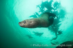 Steller sea lion underwater, Norris Rocks, Hornby Island, British Columbia, Canada, Eumetopias jubatus