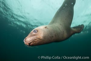 Steller sea lion underwater, Norris Rocks, Hornby Island, British Columbia, Canada, Eumetopias jubatus