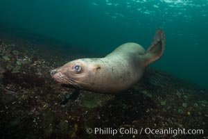 Steller sea lion underwater, Norris Rocks, Hornby Island, British Columbia, Canada, Eumetopias jubatus