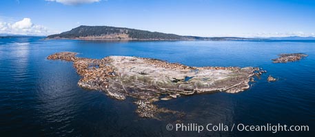 Steller Sea Lions atop Norris Rocks, Hornby Island in the distance, panoramic photo, Eumetopias jubatus