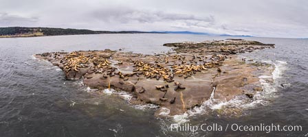 Steller Sea Lions atop Norris Rocks, Hornby Island and Vancouver Island, panoramic photo, Eumetopias jubatus
