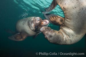 Young Steller sea lions mock jousting underwater,  a combination of play and mild agreession, Norris Rocks, Hornby Island, British Columbia, Canada, Eumetopias jubatus