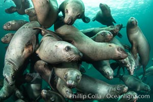 A large group of Steller sea lions underwater, Norris Rocks, Hornby Island, British Columbia, Canada, Eumetopias jubatus