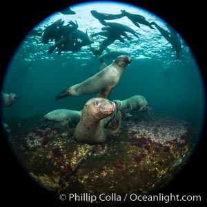 Steller sea lions underwater, Norris Rocks, Hornby Island, British Columbia, Canada, Eumetopias jubatus