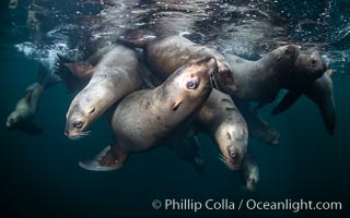 Steller sea lions underwater, Norris Rocks, Hornby Island, British Columbia, Canada, Eumetopias jubatus