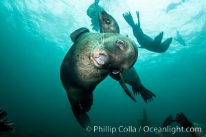 Steller sea lions underwater, Norris Rocks, Hornby Island, British Columbia, Canada, Eumetopias jubatus