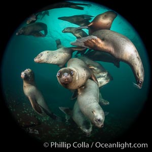 Steller sea lions underwater, Norris Rocks, Hornby Island, British Columbia, Canada, Eumetopias jubatus