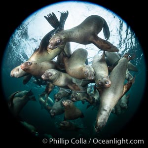 Steller sea lions underwater, Norris Rocks, Hornby Island, British Columbia, Canada, Eumetopias jubatus