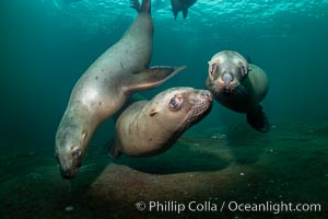 Steller sea lions underwater, Norris Rocks, Hornby Island, British Columbia, Canada, Eumetopias jubatus