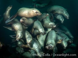 Steller sea lions underwater, Norris Rocks, Hornby Island, British Columbia, Canada, Eumetopias jubatus