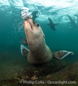 Steller sea lions underwater, Norris Rocks, Hornby Island, British Columbia, Canada, Eumetopias jubatus