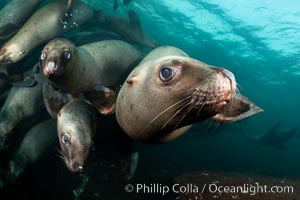 Steller sea lions underwater, Norris Rocks, Hornby Island, British Columbia, Canada, Eumetopias jubatus